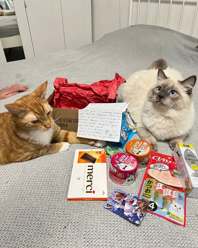 happymarsik в LOOKY. #тайныйсанта,#тайныйкотосанта,#котолучикидобра,#марселькаимаркуша,#марселькаисанька,#марселькаидизель,#котикилучшелюдей,#котикинаркотики,#котикобормотик,#новыйгод2024. Привет наши любимые ...