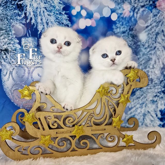 fur_flowers_cats в LOOKY. . Zabava и Afrodita Fu...
