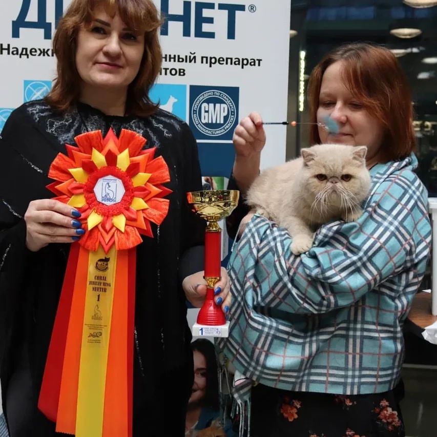 happyfriendcattery в LOOKY — Весь шоу сезон Юблейго года по системе WCF мы сидели дома и 