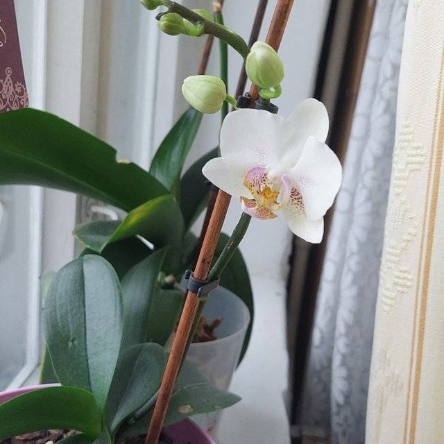 Вот такая красота ❤️ у меня распустилась к Новому году 🥳🥳🥳💘 😍