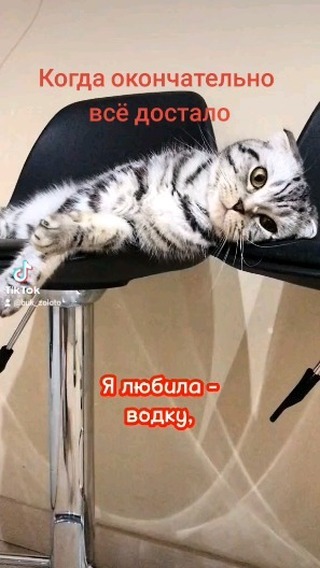 zolotoi.byk в LOOKY. . null