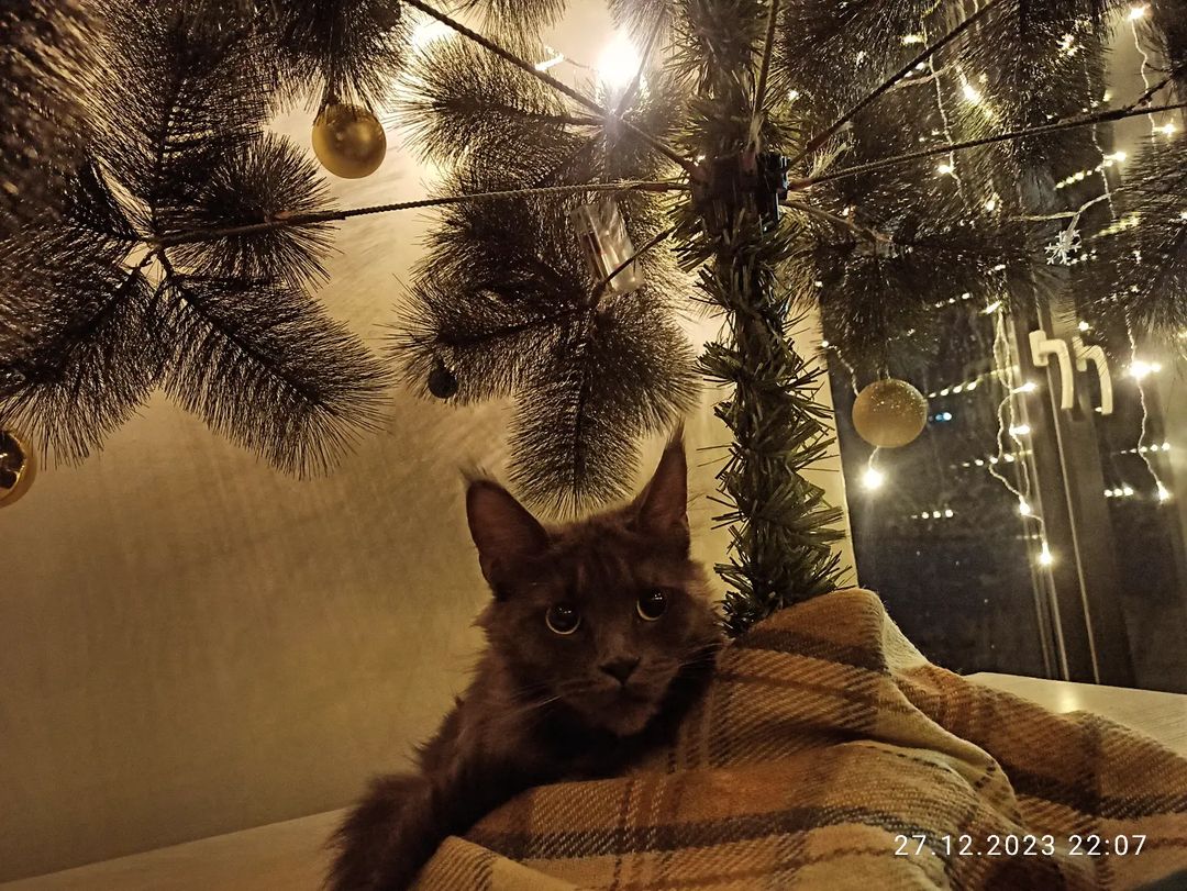 elena_m_galtsova в LOOKY — Скоро Новый год 🎄
