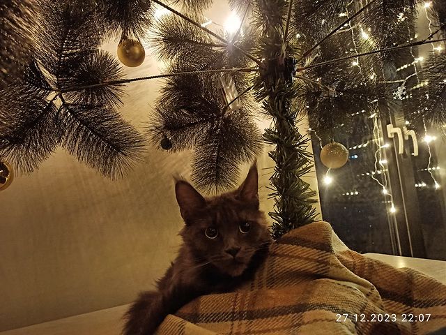 elena_m_galtsova в LOOKY. . Скоро Новый год 🎄