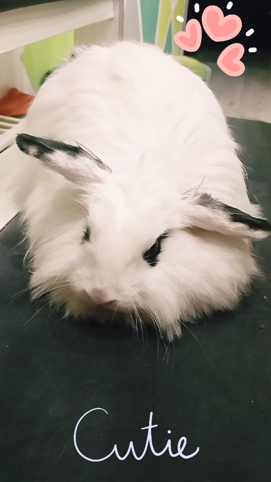 zefirka_bunny в LOOKY. #cuteanimals#rabbitstagram#bunnylover#kawaii#зайка#petlover#милота,#pets#rabbitlover#мимими#кролик. Ушки сломались у Зеф...