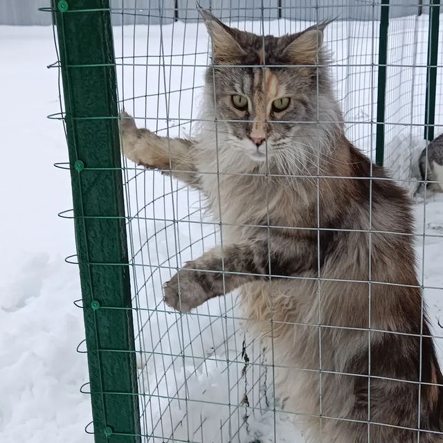 dark_han_fabby_vicky в LOOKY. #mainegiants_vicky,#maine_coon_banda,#mainecoon_banda,#люблюнемогу,#мейнкунылучшие,#ласковыегиганты,#мейнкунырулят,#мейнкуномания,#большиекошки,#безкотаижизньнета,#куновмногонебывает,#лучшекунатолькодва. Викулëчек наша не оч...