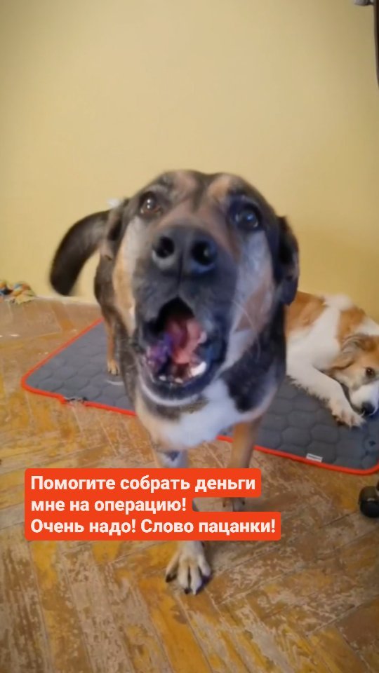 lilithdar в LOOKY. #собака_Черешня,#нужна_помощь,#делай_добро,#добрые_дела,#новогоднее_чудо,#помощь_животным,#слово_пацана,#пацанка,#люблю_животных,#люблю_собак,#собака_друг_человека,#собака_друг,#нужны_деньги,#финпомощьживотным,#финпомощь,#помоги,#помогите,#помоги_собаке,#помогисобаке,#благотворительностьэтопросто. #собака_Черешня нужд...