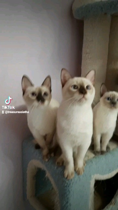 irinamiljakova в LOOKY. #купитькотенка,#котятаворонеж,#котятаизпитомника,#котяталипецк,#котики,#тайскиекотятамосква,#тайскиекотята,#тайскиекотяталипецк,#тайскиекотятаворонеж,#тайскиекошки,#тайскиекоты,#питомниктайскихкошек,#породистыекотятамосква,#продамкотенка,#питомниккошек,#породистыекотята,#catlover,#cats,#catlife,#cats_of_world,#cat,#thacat,#thacatoftheday,#thacatsofworld,#thacats,#treasureasia. А у нас есть красивы...