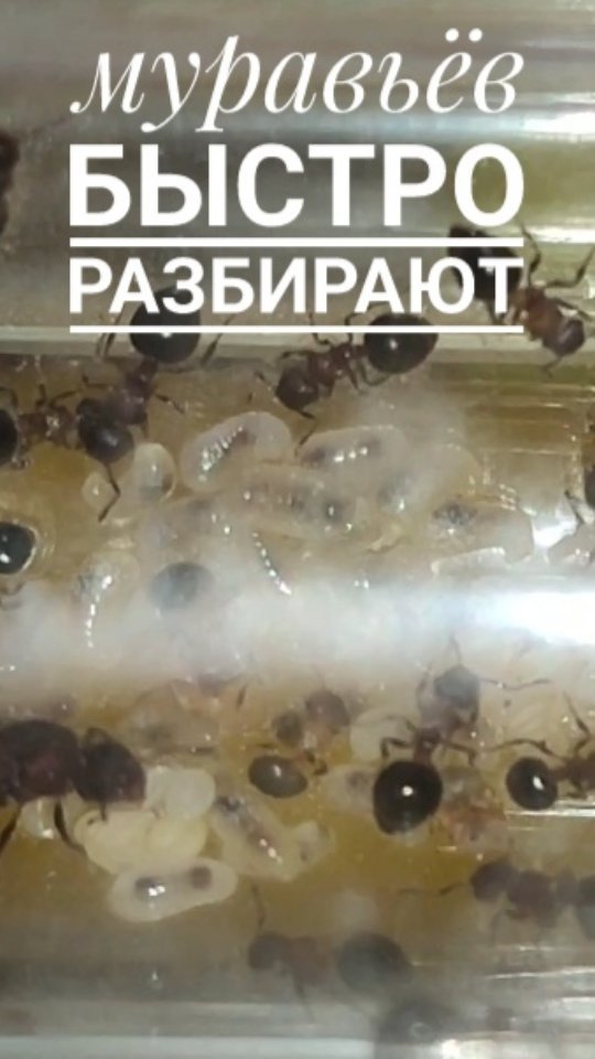 ant_happy_27 в LOOKY. . Из 14 видов муравьёв...