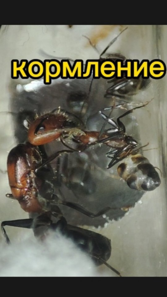 ant_happy_27 в LOOKY. #муравьихабаровск,#муравьиныефермы,#формикарийхабаровск,#хабаровск,#подарки,#дети,#новосибирск,#формикариихабаровск,#подаркихабаровск,#муравьихабаровск,#муравьинаяфермахабаровск,#срочно,#развлечение,#формикарий,#муравьи,#счастливыймуравей,#хобби,#ant_happy_27,#подарок,#жук,#знахарь,#новоселье. Осталось всего 5видо...