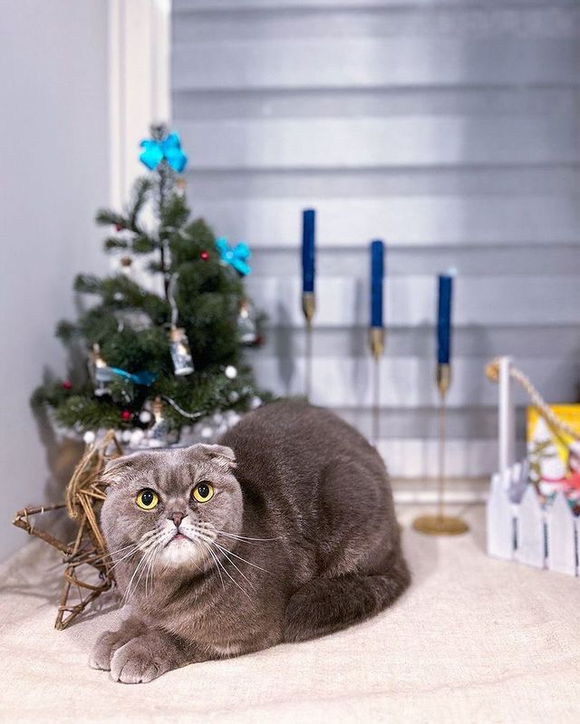 yulechka_orlova95 в LOOKY. #котики,#котофото,#новыйгод. Кажется наш кот не о...
