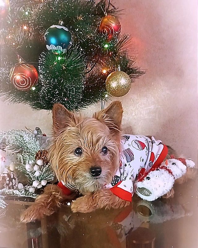 jorji_jorji2 в LOOKY. #скороновыйгод🌲,#новыйгод24,#праздниккнамприходит🎄🎁,#новогоднеенастроение🎉. Сижу под ёлочкой, жд...