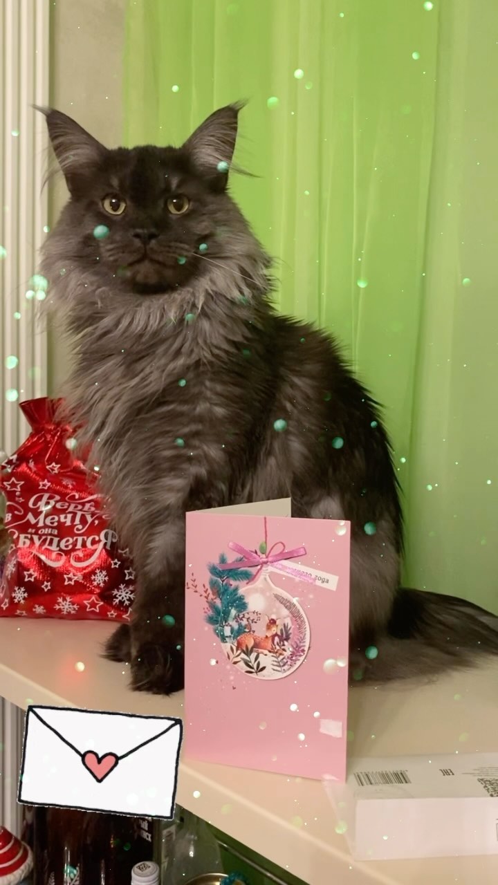 cat_bastion_coon в LOOKY. . Дорогие друзья-котик...