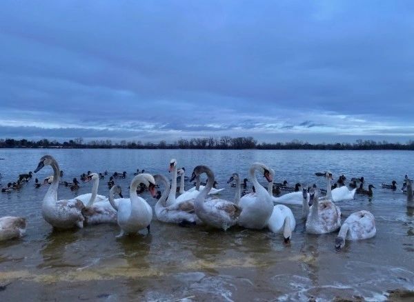 anna.polishuk_ в LOOKY. . °Kyiv, Ukraine🫶🦢