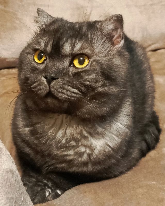shurina_tin в LOOKY. #наши_кошки_shurina_tin,#котик,#котикинаркотики,#красивыеглазки,#красивыйкотик,#киса,#мурлыка,#безкотаижизньнета,#котейки,#cat,#beautifulcat,#beautifuleyes,#purr,#purringcat,#cats. Марсик в новогоднюю ...