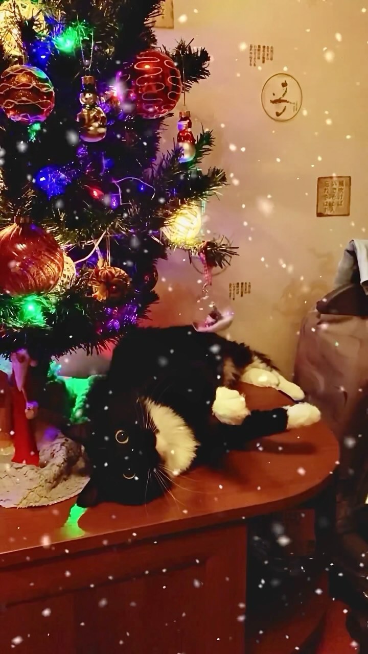 bvstudio в LOOKY. #bvstudio,#bvstudiovideo,#bvstudiophotos,#2024. Merry Christmas and ...