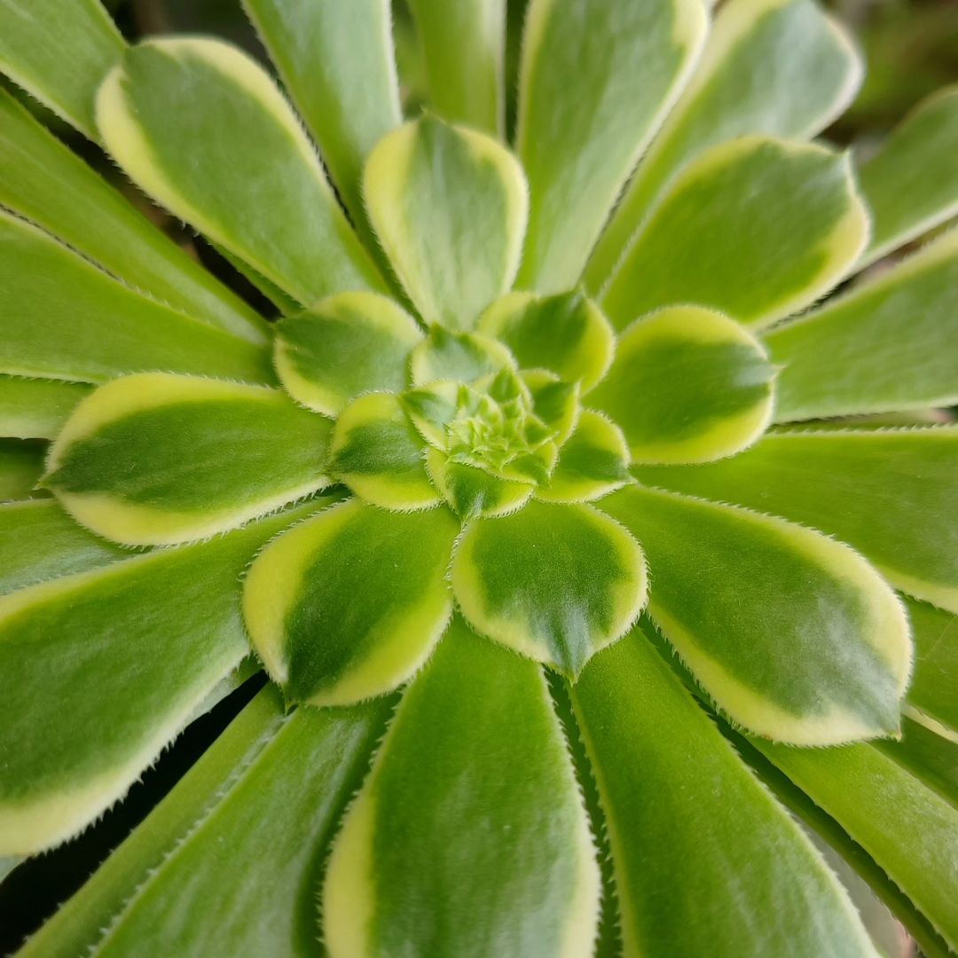 #aeonium #succulent #flowers #succulove