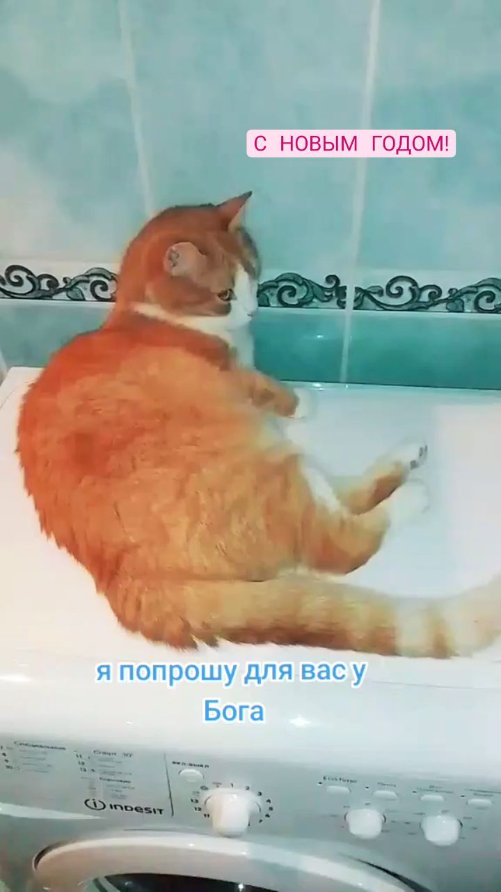 marina_in_love в LOOKY. #сновымгодом,#новыйгод,#новыйгод2024,#котики,#коты,#cat,#cats,#рыжийкот,#happynewyear,#счастье,#длядуши. #сновымгодом #новыйг...