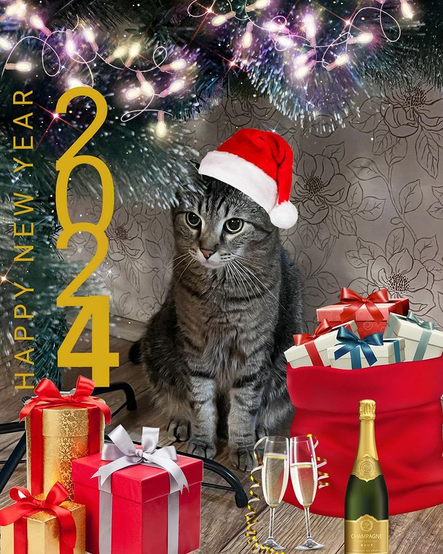 maksen_maksenych в LOOKY. #котоблог,#2024,#новыйгод,#кот,#happynewyear. Друзья, новым, 2️⃣0️...