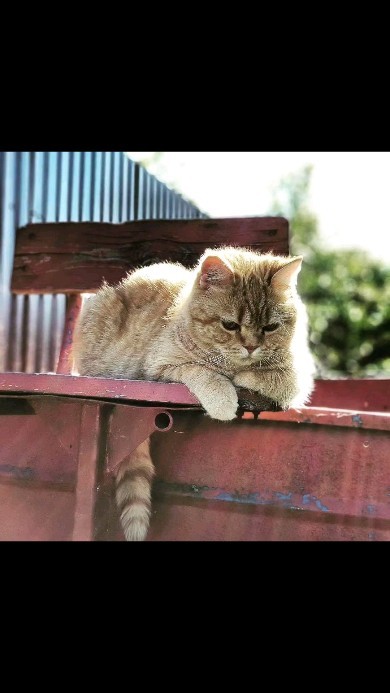 pushok_tretiy в LOOKY. #кот,#котики,#котик,#cat,#cats. #кот #котики #котик ...