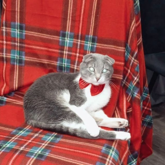 funtick_kot в LOOKY. #новыйгод2024,#cat,#cats_of_world,#cats_of_the_world,#catoftheday#cats_of_instworld,#instacat,#instagram,#love,#кот,#котики,#игрушка,#мяу,#лайк,#котик,#котя,#newyear,#2024. Друзья мои, поздравл...
