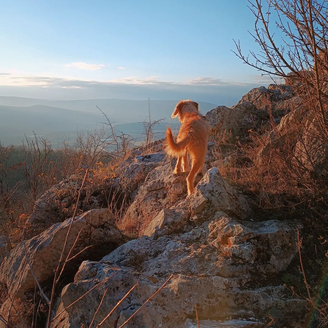 air в LOOKY — #mountain #rocks #dogs #pets #питомцы #собаки #mountains #пр