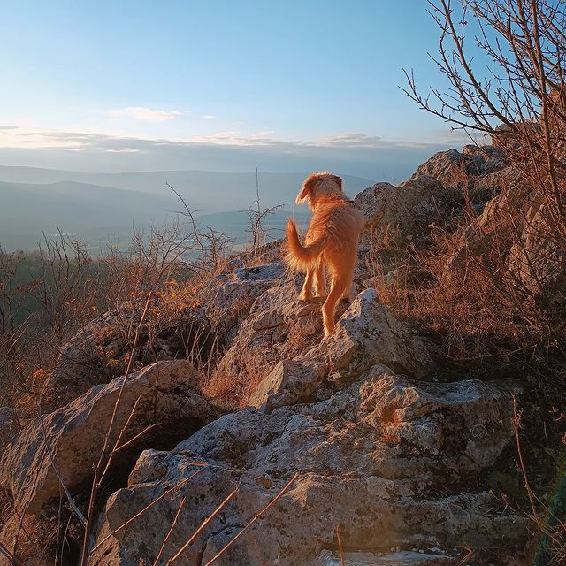 air в LOOKY. #mountain,#rocks,#dogs,#pets,#питомцы,#собаки,#mountains,#природа,#горы,#russia,#скалы,#landscape,#россия,#пейзаж,#naturephotography,#crimeaphoto,#crimea,#крым,#зима,#winter,#newyear,#новыйгод. #mountain #rocks #do...