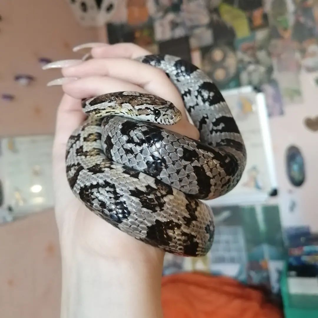 leka_sov в LOOKY — публикация