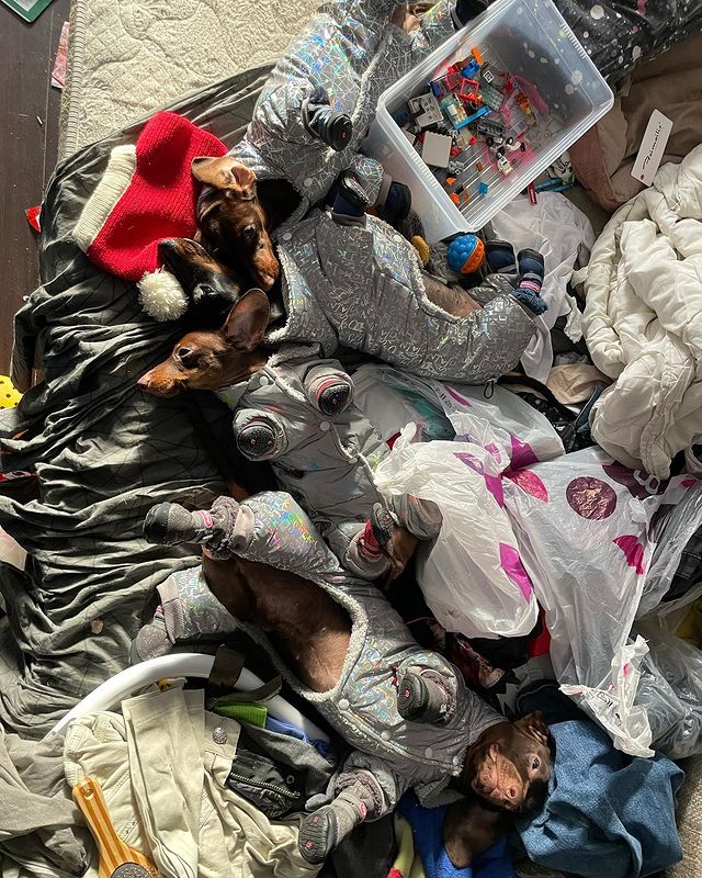 teckel_haul в LOOKY. #такса,#таксаминиатюрная,#таксагладкошерстная,#dachshund,#dachshundpuppies,#dackel,#teckel,#таксаркф,#таксавязка,#вязкатакса,#собака,#щенки,#puppies,#lovemydog,#lovelydachshund,#dachshunds,#dachshundslife,#teckellove,#teckelpuppy,#teckelmini,#zwergdackel,#dackelliebe,#таксалучшаясобака,#dachshundthebest,,#teckelthebes,#щенкитаксы,#doxie,#doxiespuppy,#wienerdog,#sausagedogs. Найдите четыре смире...