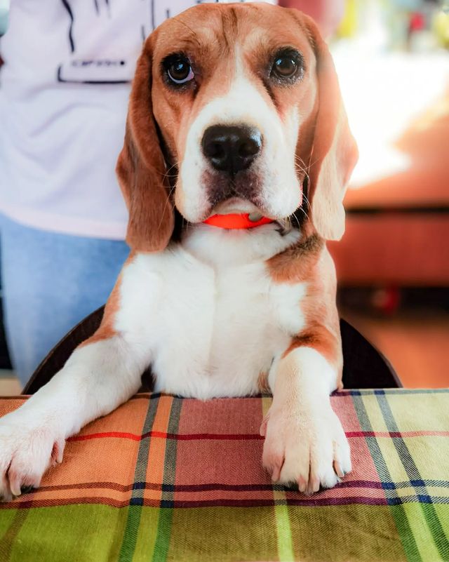 boni_beagle_askennel в LOOKY. #бигльастрахань,#бигльлучшаясобака,#бигльэтосчастье. Мои любимые морды 🐕...