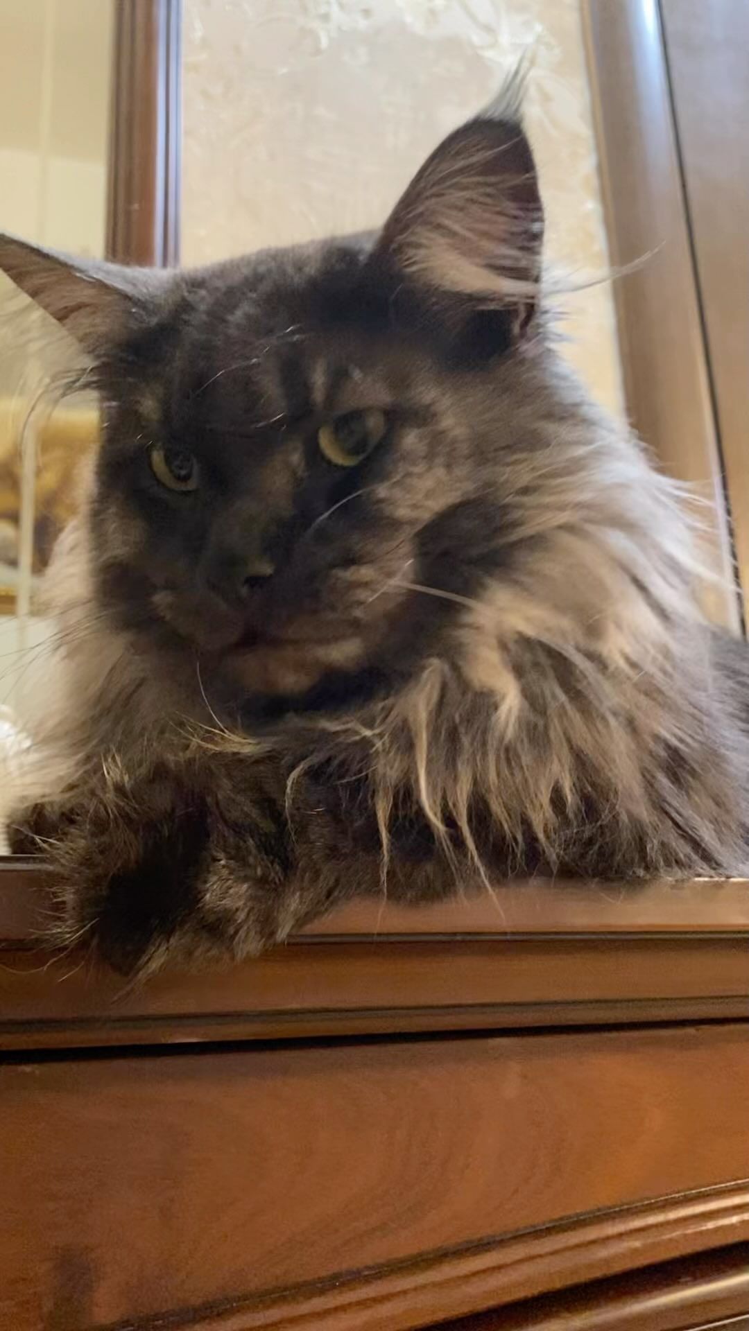 cat_bastion_coon в LOOKY. #mainecoon_banda,#новыйгод. Привет, наши любимые...
