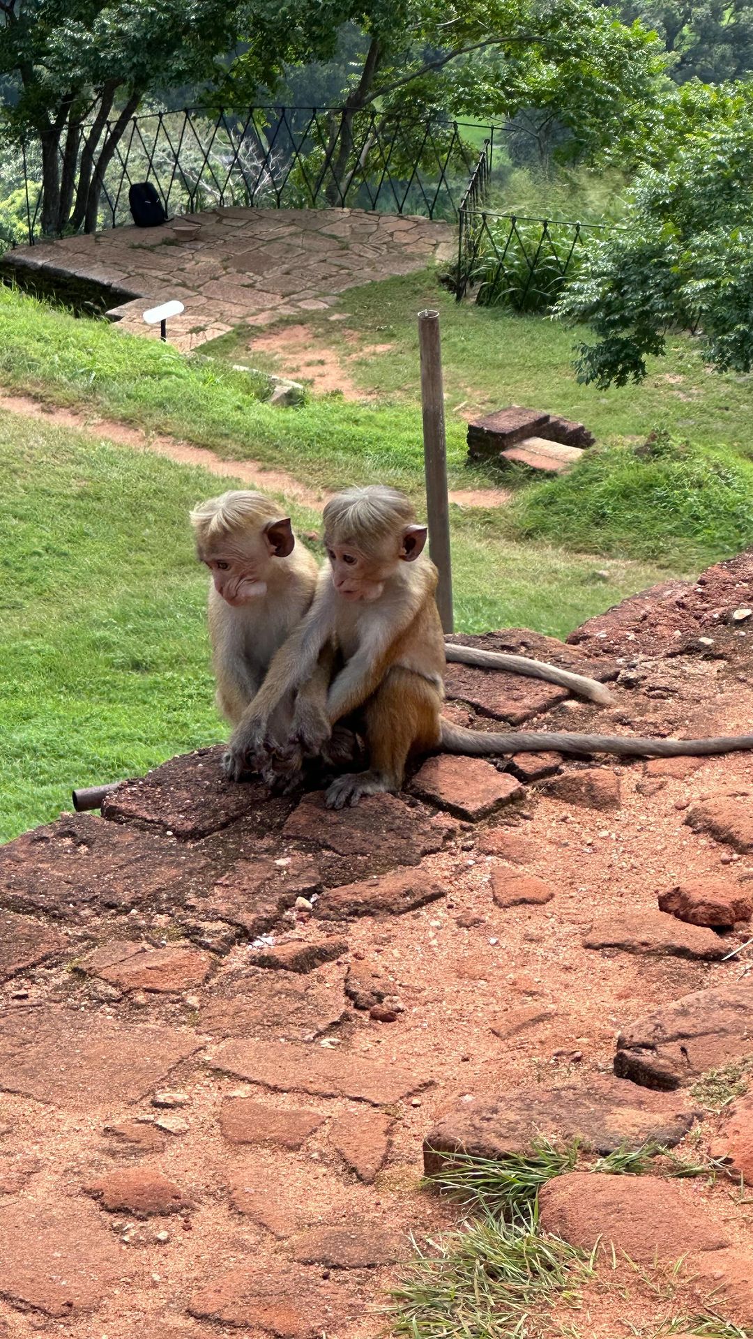 synergy_mlp в LOOKY. #обезьяна,#monkey,#отдыхаемхорошо,#релакс,#канди,#kandy,#шриланка. #обезьяна #monkey #о...