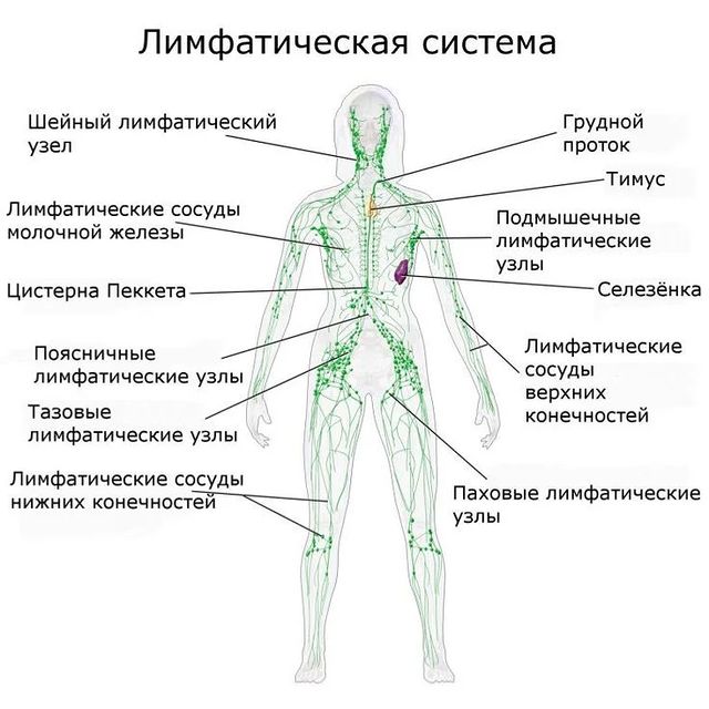 limfedema_savva в LOOKY. #limfedema_savva,#limfedema,#особенноедетство. Лимфатическая систем...