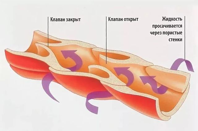 limfedema_savva в LOOKY. . Лимфатические сосуды...