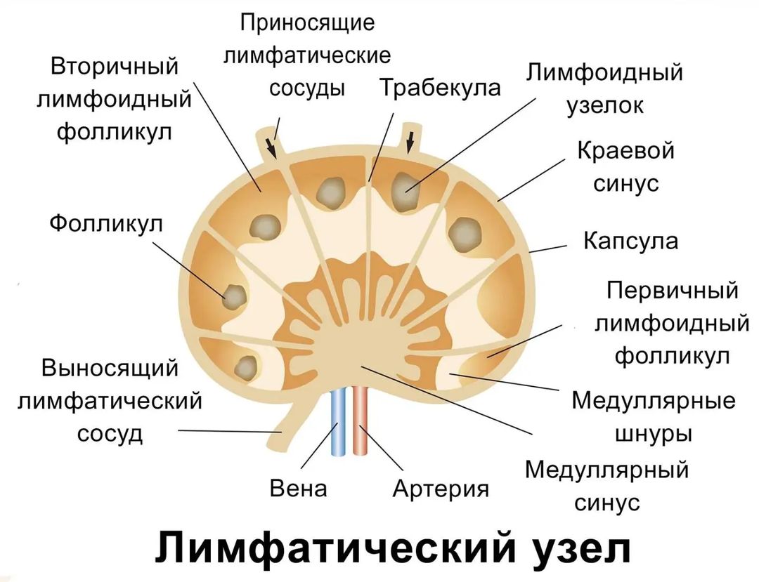 Лимфоциты — главные клетки иммунной системы. Они умеют распознавать и атаковать бактерии, вирусы и грибы.Лимфоциты борются не только с инфекциями, но и с другими болезнями, например уничтожают раковые клетки.

Макрофаги сражаются с инфекцией, а также производят сигнальные молекулы, которые активируют другие клетки иммунной системы.Макрофаги захватывают и поглощают бактерии, препятствуя развитию инфекции.

Дендритные клетки обнаруживают болезнетворные микроорганизмы, распознают их особый «код» — антиген — и передают его лимфоцитам, активируя таким образом иммунный ответ.Дендритная клетка (выглядит как шар со множеством отростков) активирует лимфоцит, передавая ему информацию о возбудителе инфекции

Лимфатические стволы расположены в пояснице, у основания головы, в области ключицы и в брюшной полости. В них лимфа собирается после прохождения лимфоузлов. Стволов всего несколько: грудной лимфатический ствол отводит лимфу из нижних конечностей, брюшной и грудной полости, лимфатический ствол правой половины тела отвечает за правую половину головы, шеи, груди и руки, а левый — за симметричные области слева.

Далее лимфатические стволы объединяются в лимфатические протоки. Их всего два: левый и правый. Левый собирает две трети всей лимфы — отводит её от нижних конечностей, левой руки, шеи и левой части головы и груди. Правый собирает лимфу от правой части груди, головы и руки.

Попадая в венозное русло, лимфа смешивается с кровью и следует к почкам и печени для дальнейшей фильтрации и очистки.
#limfedema_savva#limfedema#особеноедетство