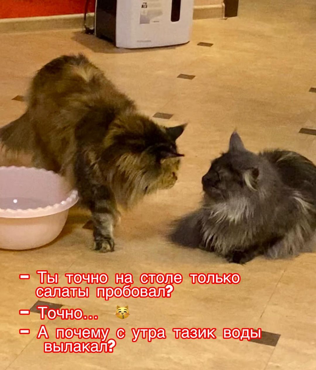 cat_bastion_coon в LOOKY — Привет, котаны! Кто салаты пробовал на новогоднем столе? 😉�
