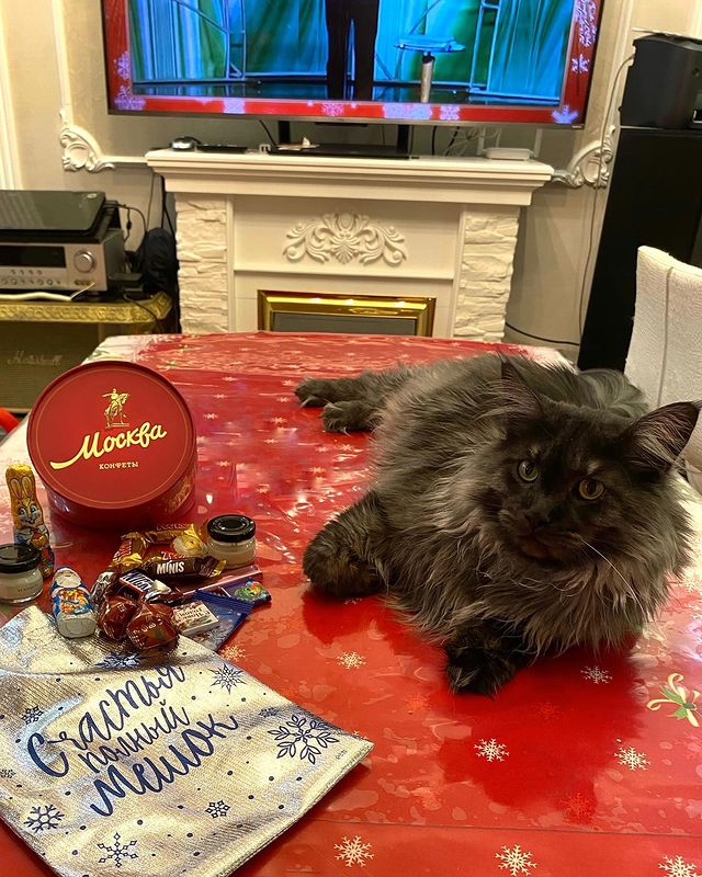 cat_bastion_coon в LOOKY. . Happy Mew Year for C...