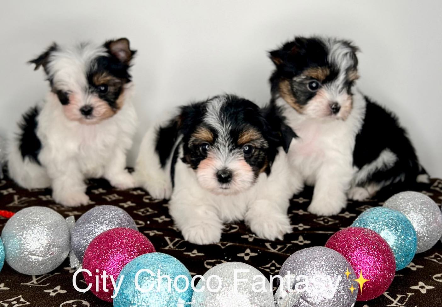 kennel_city_choco_fantasy в LOOKY — фото 6