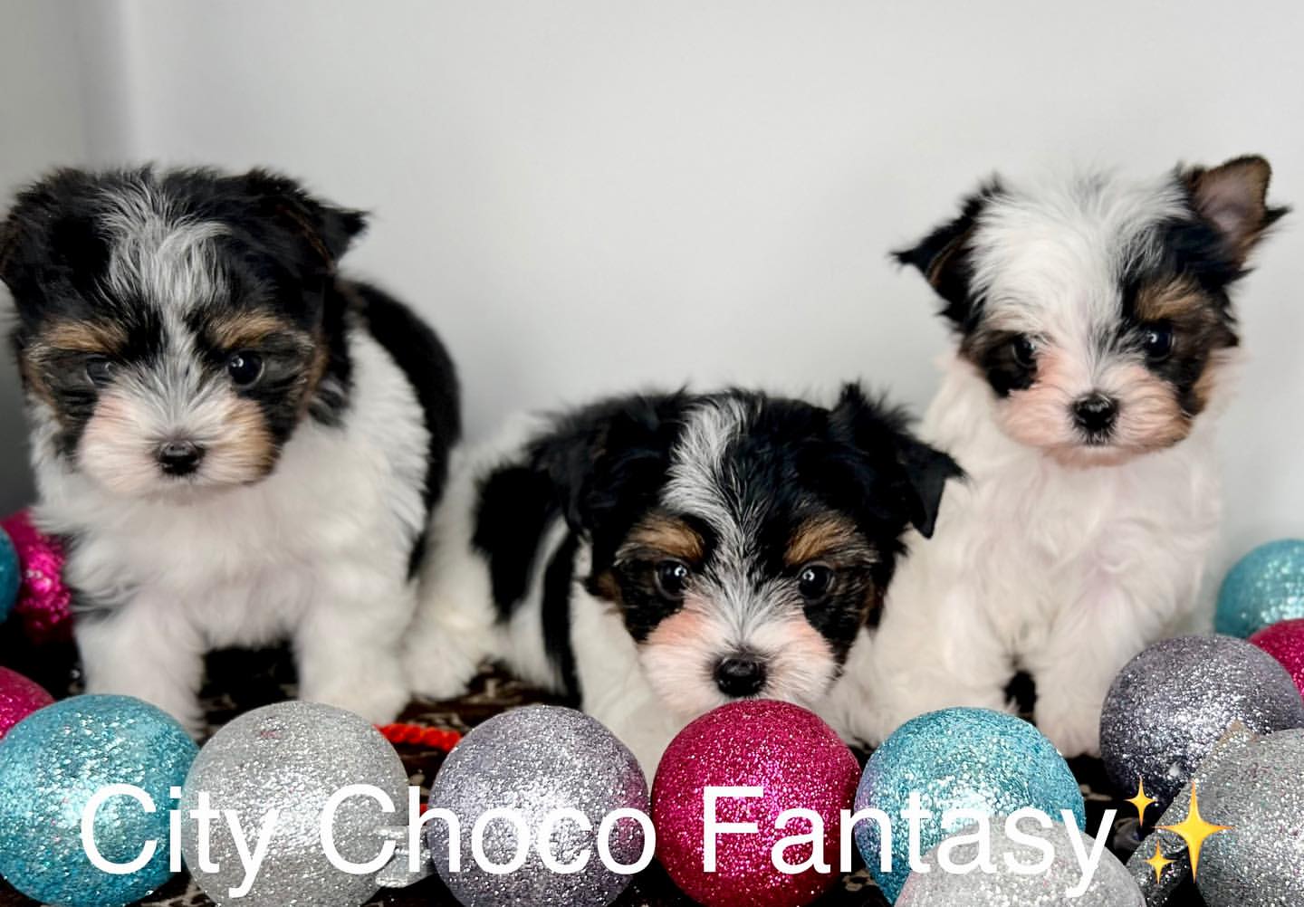 kennel_city_choco_fantasy в LOOKY — фото 9