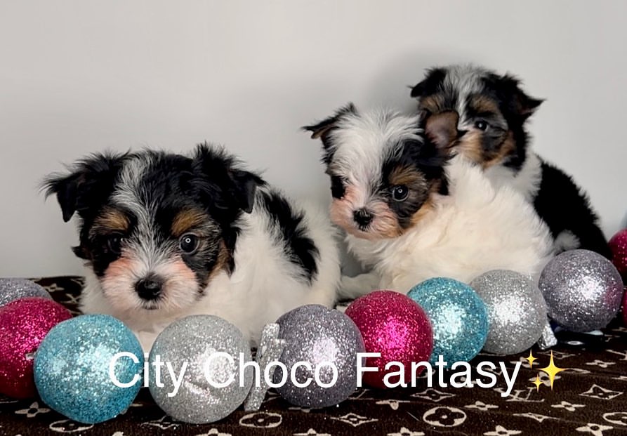 kennel_city_choco_fantasy в LOOKY — фото 2