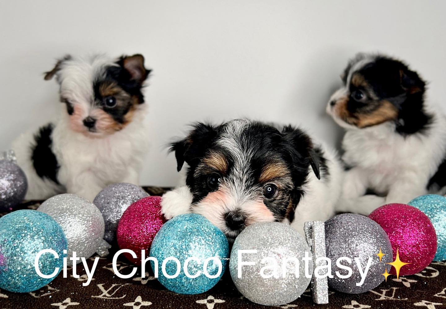 kennel_city_choco_fantasy в LOOKY — фото 8