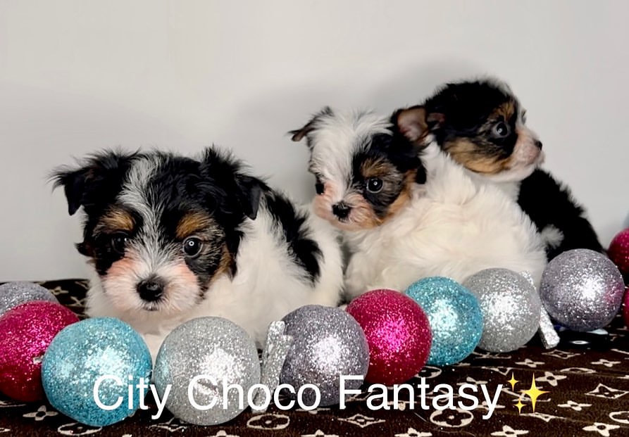 kennel_city_choco_fantasy в LOOKY — фото 3