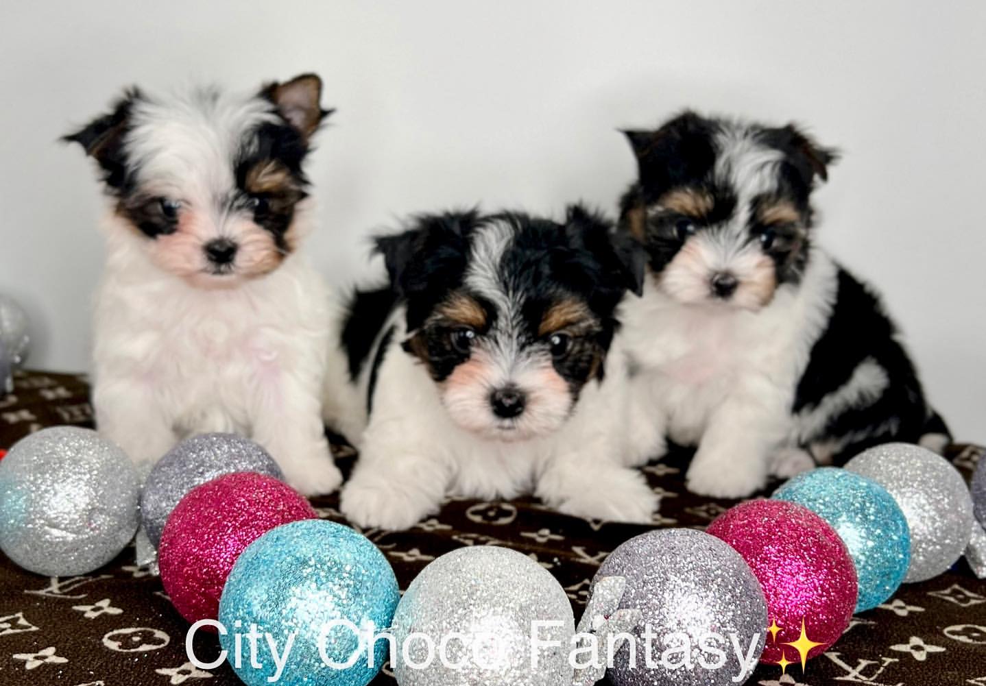 kennel_city_choco_fantasy в LOOKY — фото 5