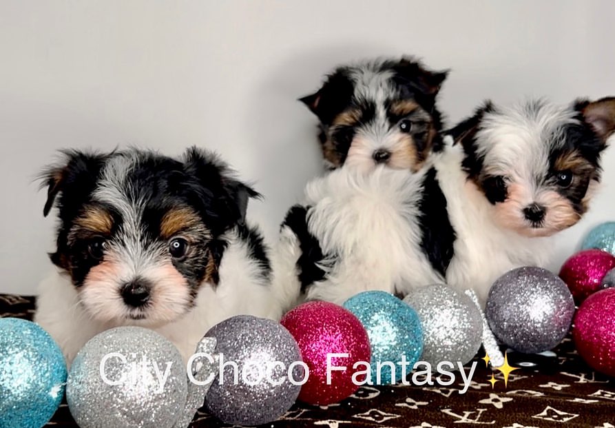 kennel_city_choco_fantasy в LOOKY — фото 4