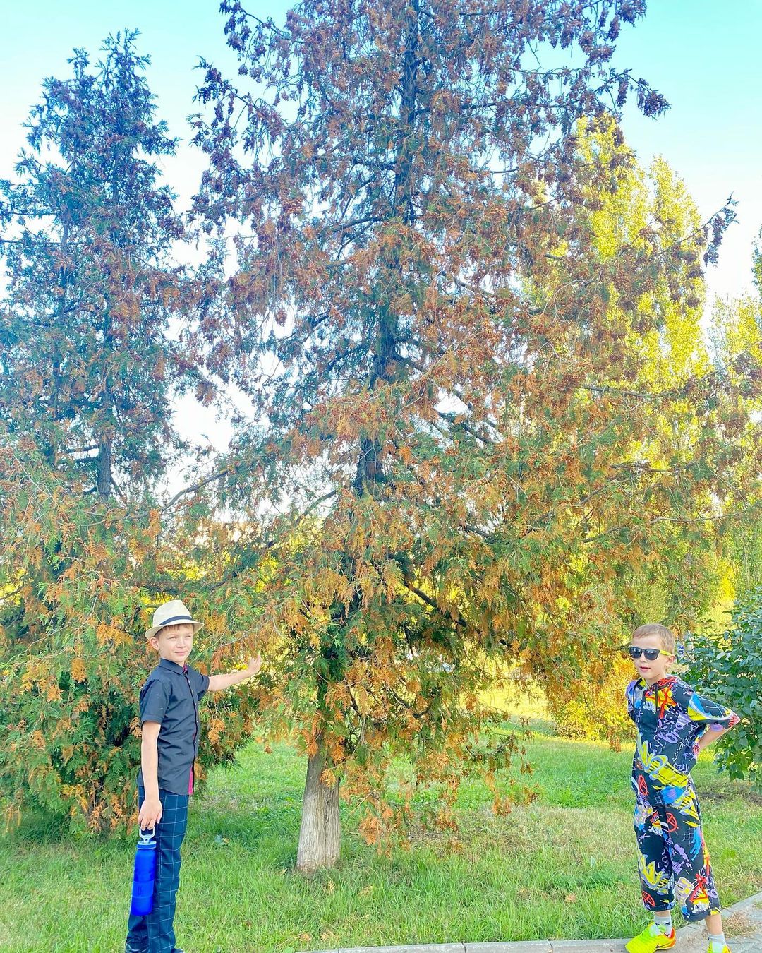 🍁🍂🌳