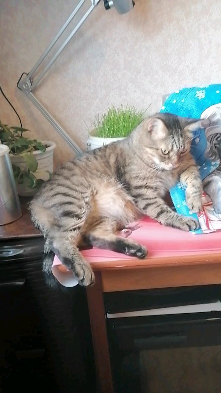 motynews в LOOKY. . Как же хорошо быть г...