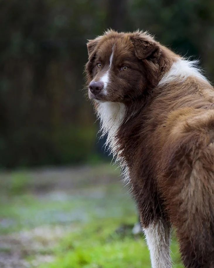 iz_doma_korolevoi_kennel в LOOKY — фото 2