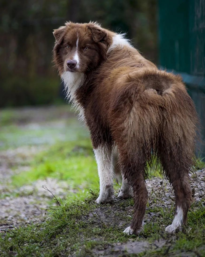 iz_doma_korolevoi_kennel в LOOKY — фото 4