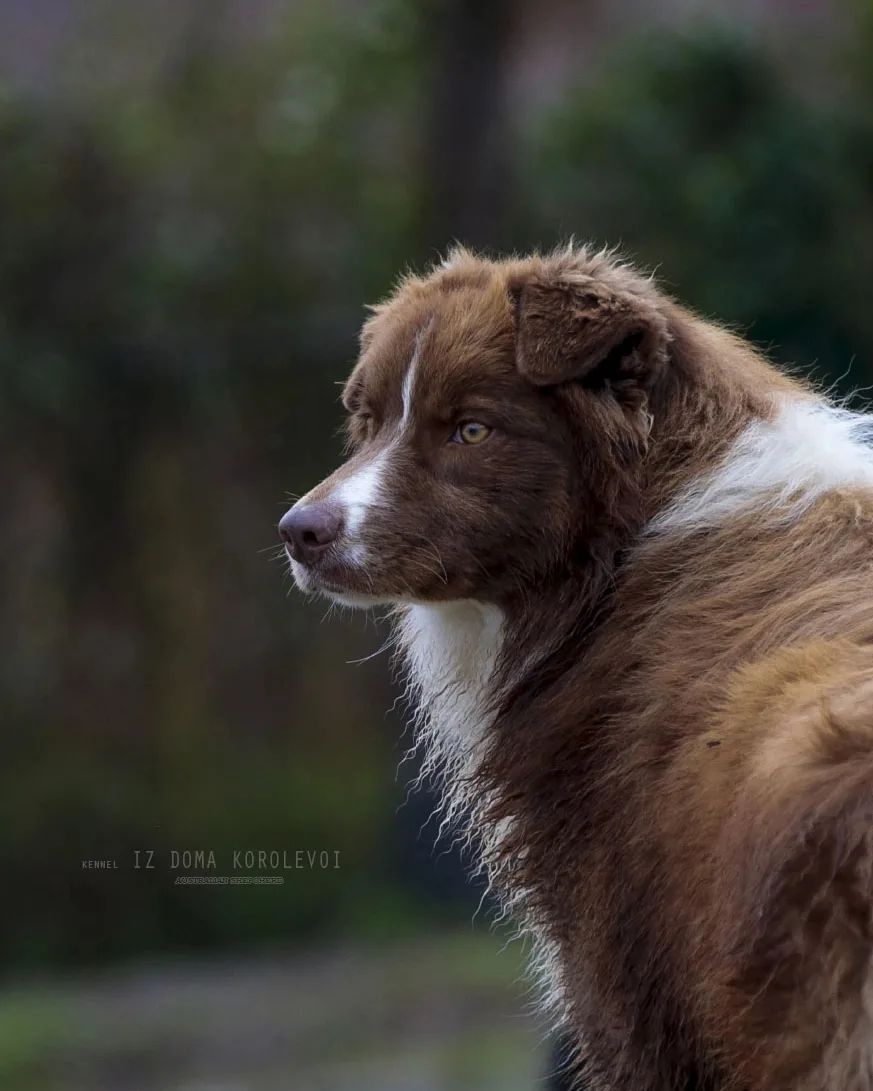 iz_doma_korolevoi_kennel в LOOKY — фото 3