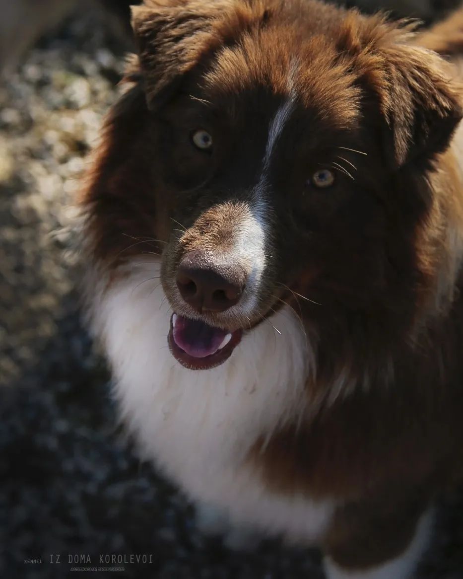iz_doma_korolevoi_kennel в LOOKY — фото 6