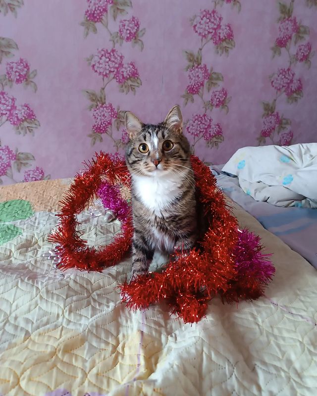 suvorovaelena1980 в LOOKY. . null